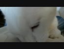 子猫のマロンとミルク 白い獣に襲われた！