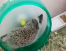 ハリネズミ　～　初めての回し車　～