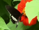 Butterfly.wmv