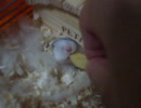うちのハムが隠れてご飯を食べています