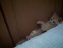 子猫のきゅうべえ　その2