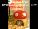【ハムスター日記】ハムスター始めました
