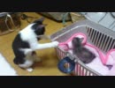 仔猫拾った。４　　けるべろすとご対面①