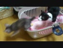 仔猫拾った。５　けるべろすとご対面②