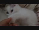 子猫とじゃれあってみた