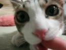 子猫にガジガジされてみた！