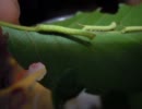 クチバスズメちやんの幼虫4