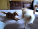 うちの犬vs実家の犬