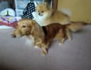 うちの犬vs実家の犬　2ラウンド目