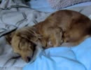 うちの犬が寝る瞬間