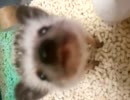 ハリネズミ　～　ご飯探し中　～