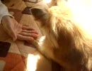 チワワを拳銃で撃ってみた