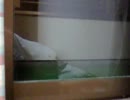 ぬこさんにいたずらしてみた