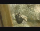 ツキノワグマの赤ちゃん毛布（？）で遊ぶ