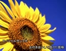 向日葵が現代入り　後書き