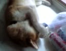 あぐあぐぺろぺろ