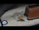 レオパの脱皮