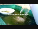 金魚の稚魚 9