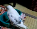 鏡で遊ぶセキセイインコさん