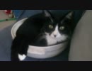 鍋に入る猫