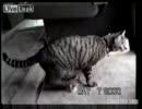 生き埋めにされたねこ