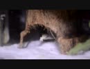 【捕食】うちのカナヘビ【ヤモリもいるよ】