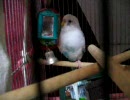大開脚なセキセイインコさん