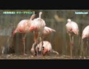【動物動画】チリーフラミンゴ