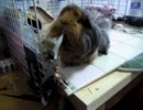 いたずらモルモット　その２