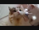 アンバー通信Vol.0046　子猫とちゅーちゅーねずみで遊んでみた