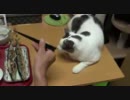 サンマを食いたいけどブロックされる猫