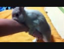 人間の腕に欲情するウサギ