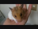 このハムスターの名前募集！
