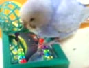 【癒し系動画】小鳥のおもちゃで遊ぶセキセイインコ