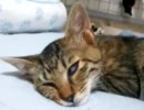 【6日目】(=-ω-=)ｚｚZ　∑(ﾟωﾟ=)【夢見る子猫】