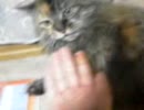ツンデレすぎる愛猫の頭を撫でてみたい