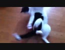 猫がSASUKEに挑戦してみた