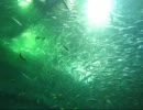 水族館動画