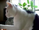 牛柄猫家族２８ ～歯磨きを全力で邪魔するカイ～