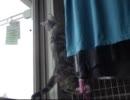 お股を打った猫
