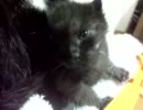 こにゃんこ　拾ってしまった。【９：こにゃんこのカゴ】