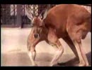 【動物園だより】 ハッチのハッピーウェディング パート1