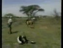 ライオンＶＳハンター既出だけどスローモーション有り