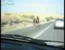 道路を走る三頭の馬・・・