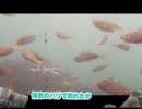 【おさかな動画】サビキ釣りって何色が一番かな?【トークロイド】