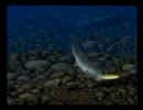 目指すは自然を満喫ほのぼの人生！『ぬし釣り64』を実況プレイ Part29後編