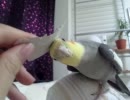◆オカメインコ◆アクエリオン⇒ぱちゅぺー