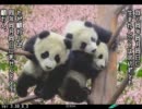 【証27】残念なスキルでも覇者を目指す：その10（対屍快進撃）