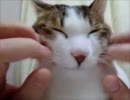 猫のお顔をこちょこちょ