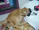 オカンと遊ぶ猫